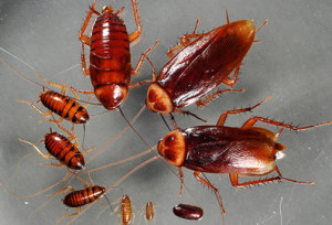 Cockroach  Treatment