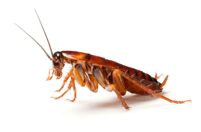 Cockroach Control Perth 
