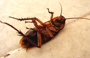 cockroach pest control perth