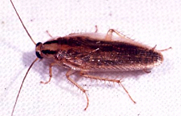 cockroach pest control perth